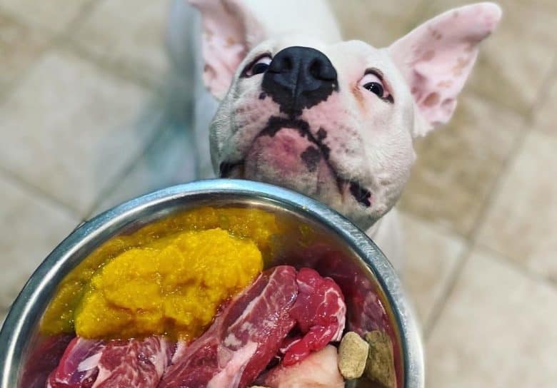 a goofy Pitbull waiting for a homemade meal