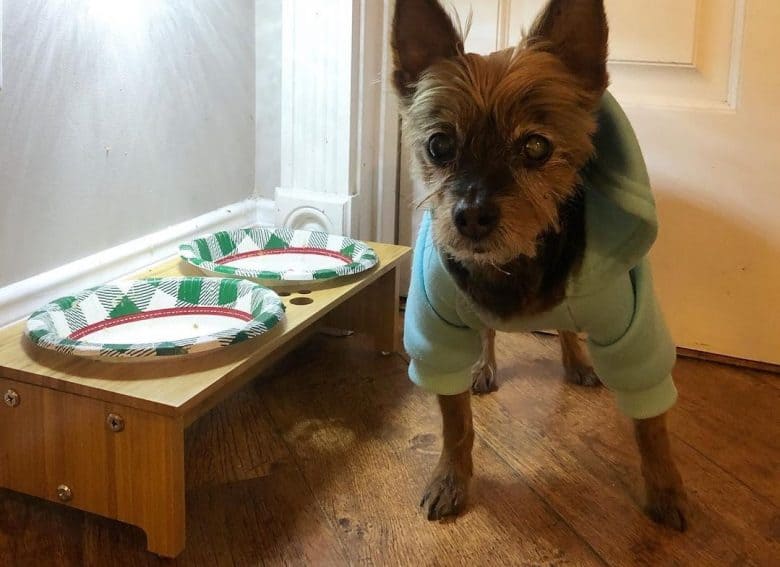 a Senior Yorkie wearing a jacket standing near its dog bowls