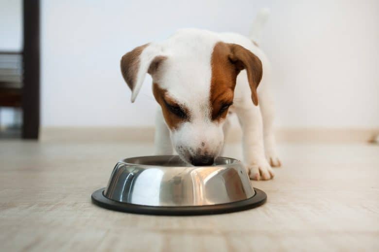 a Jack Russell Terrier puppy eating on a stainless bowl