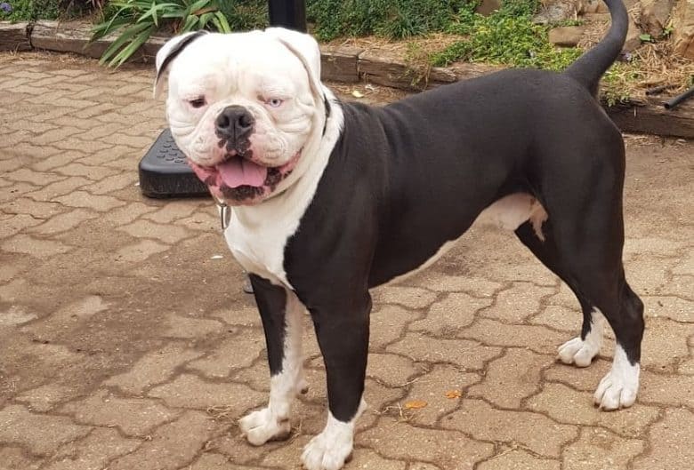 A strong Johnson American Bulldog standing
