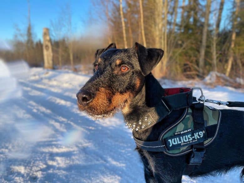 a Jagdterrier on a walk on snow