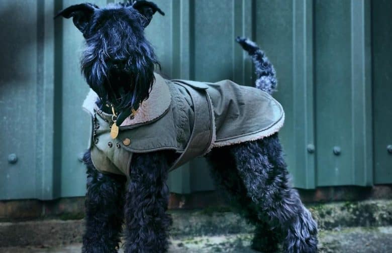 a Kerry Blue Terrier wearing a detective coat