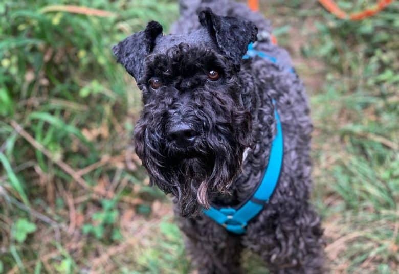 a Kerry Blue Terrier wearing a blue harness on a walk