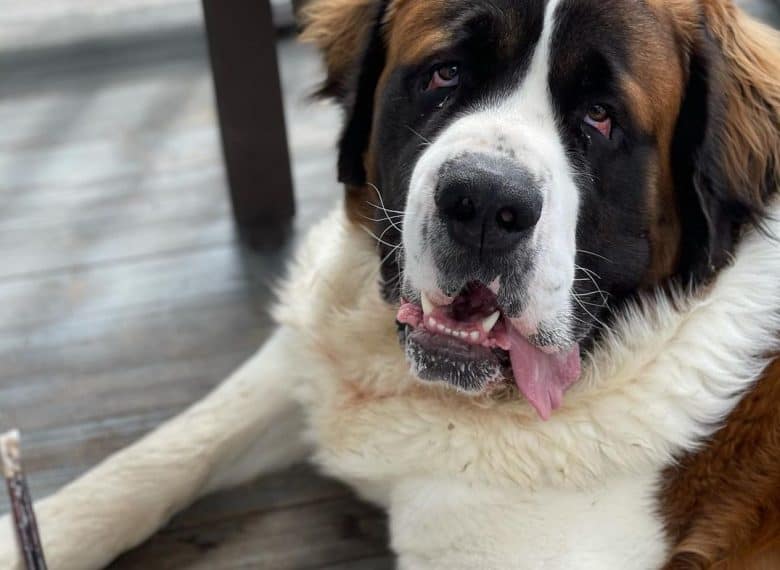 a Saint Bernard laying down with tongue out