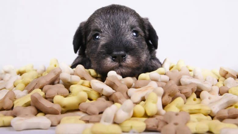 Little Schnauzer puppy behind the dog food