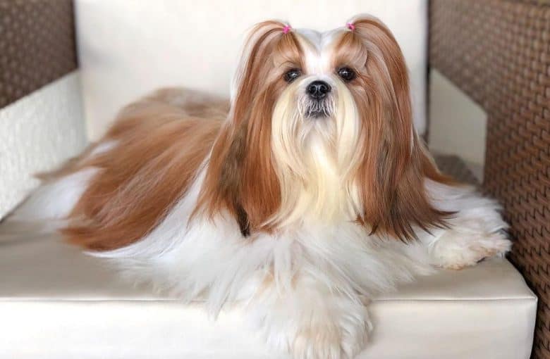 a beautiful Shih Tzu with groomed hair sitting on a chair