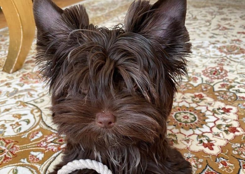 a close-up image of a chocolate Yorkie with a rope