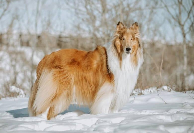 a Rough Collie standing on the snow