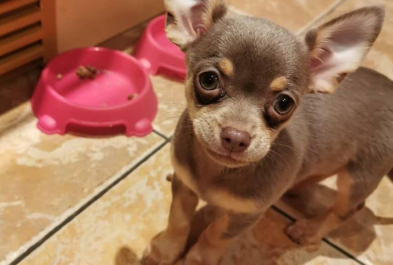 lovable chihuahua puppy