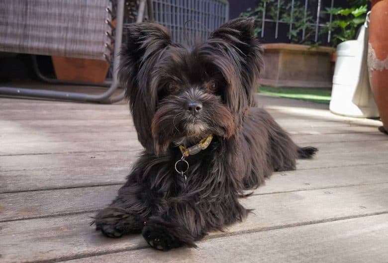 a chocolate Yorkie laying on the wooden floor