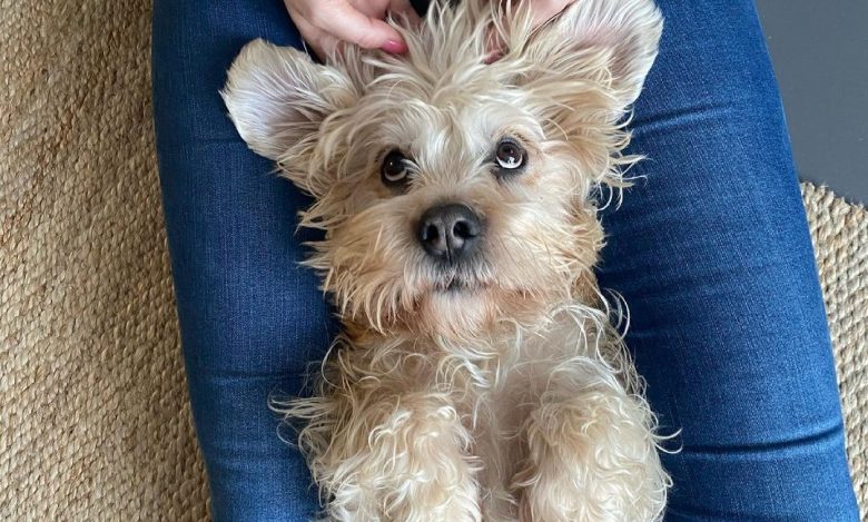 A Dandie Dinmont Terrier laying on a woman's legs