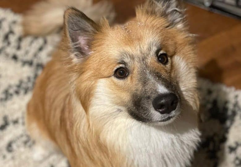 a charming Icelandic Sheepdog sitting while looking up