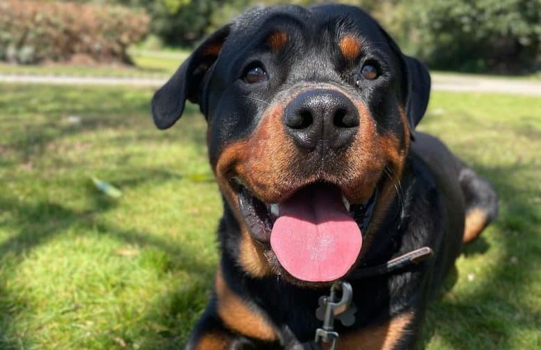 a Rottweiler laying happily on the grass