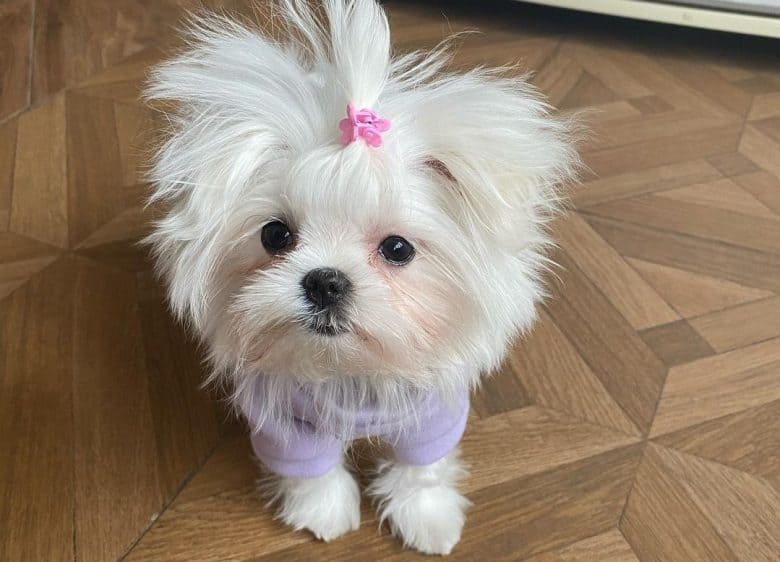 a Teacup Maltese wearing a pink clip and lavender sweater
