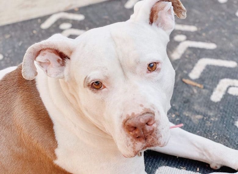 a Bullypit laying on a rug