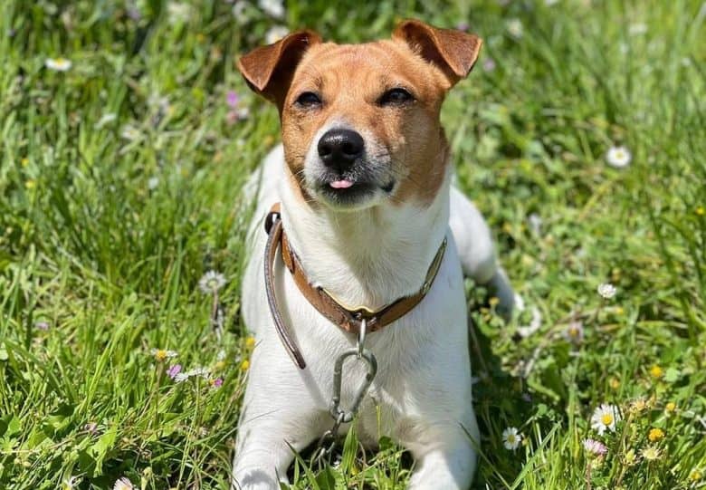 a Jack Russell Terrier with tiny tongue out
