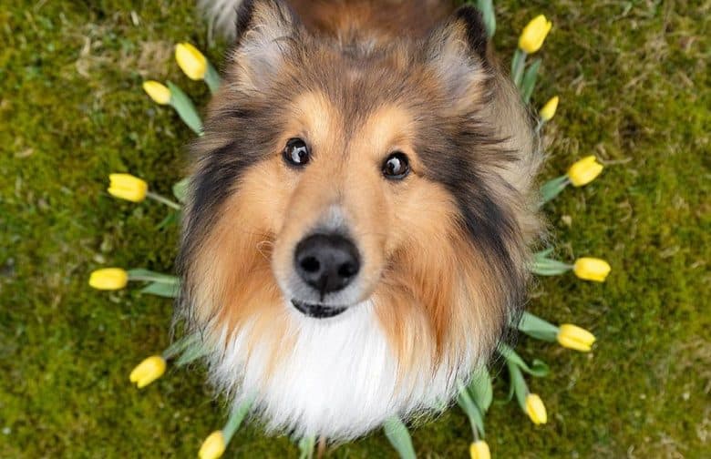 a close-up image of a Shetland Sheepdog sitting in the middle of tulip flowers