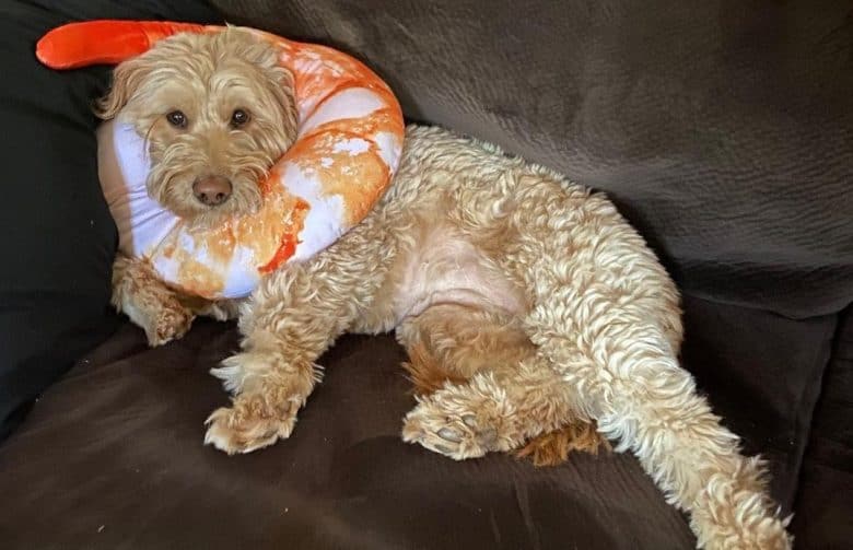 a lazy Mini Goldendoodle laying on a couch while laying on a shrimp pillow