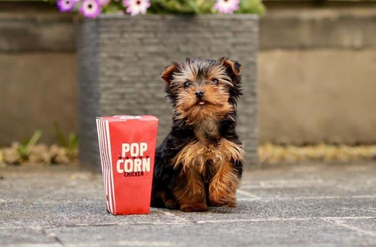 20 Best Dog Foods for Yorkies 2023 (Premium & Budget) K9 