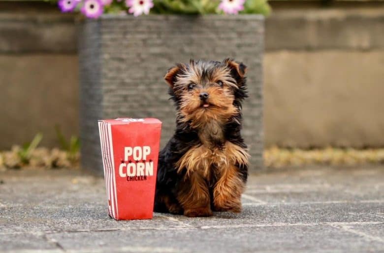 a Mini Yorkie sitting beside a popcorn bag