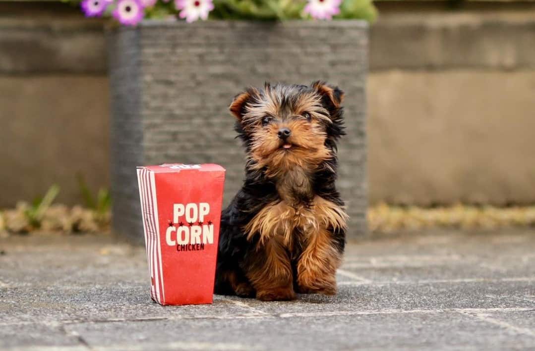20 Best Dog Foods for Yorkies 2023 (Premium & Budget) K9 