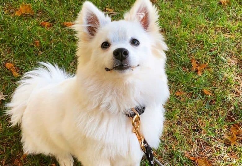 A Miniature American Eskimo sitting on the grass