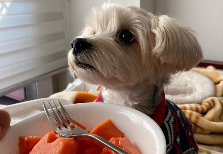 a Morkie being fed with papaya