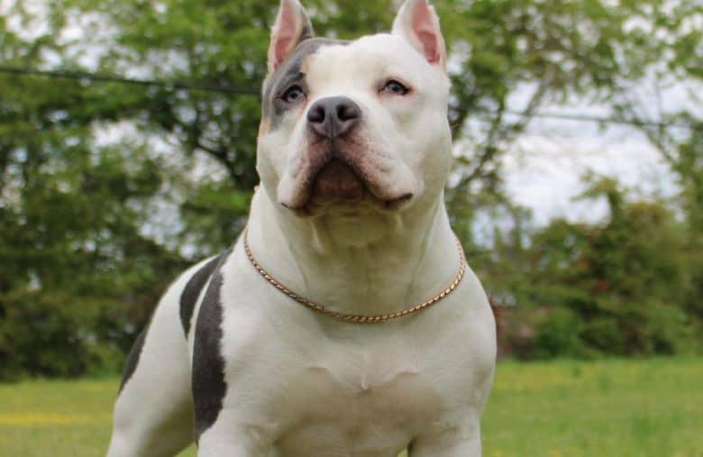 a strong Bully standing on the grass