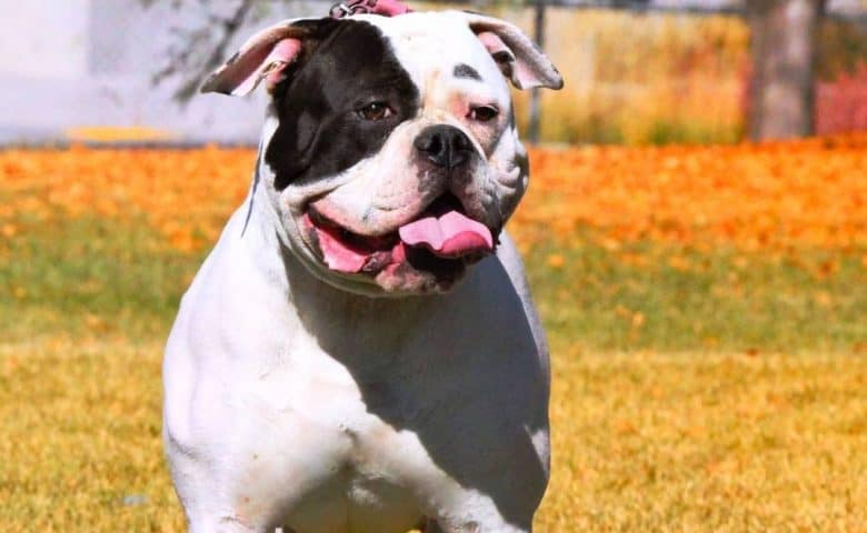 a chunky Hybrid American Bulldog on a walk