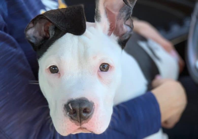 an Old Southern White American Bulldog laying on the arms of its owner