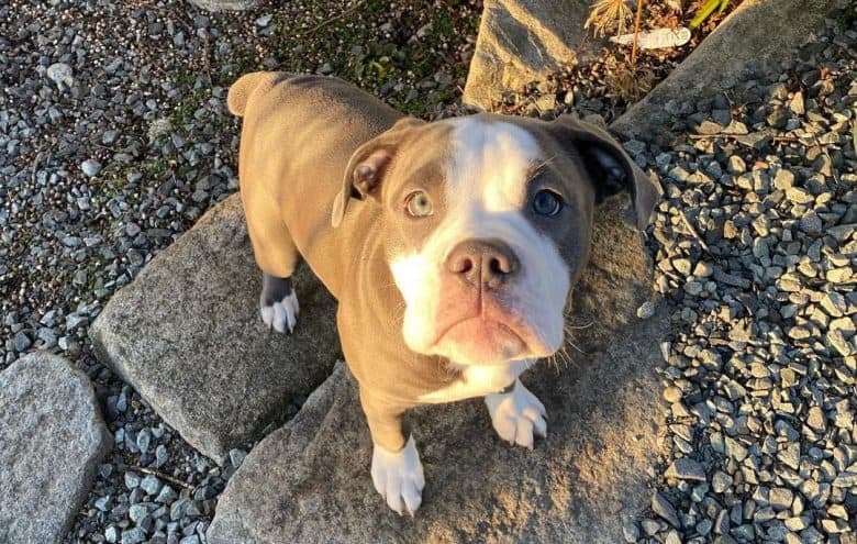 an adorable Olde English Bulldogge puppy standing