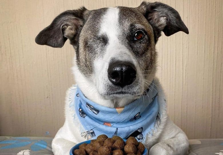 a hungry one-eyed dog with a blue bowl with round dog food