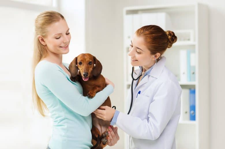a Dachshund being checked-up by a vet while owner holds it