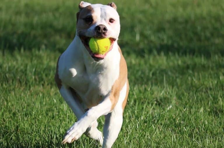 american bulldog playing