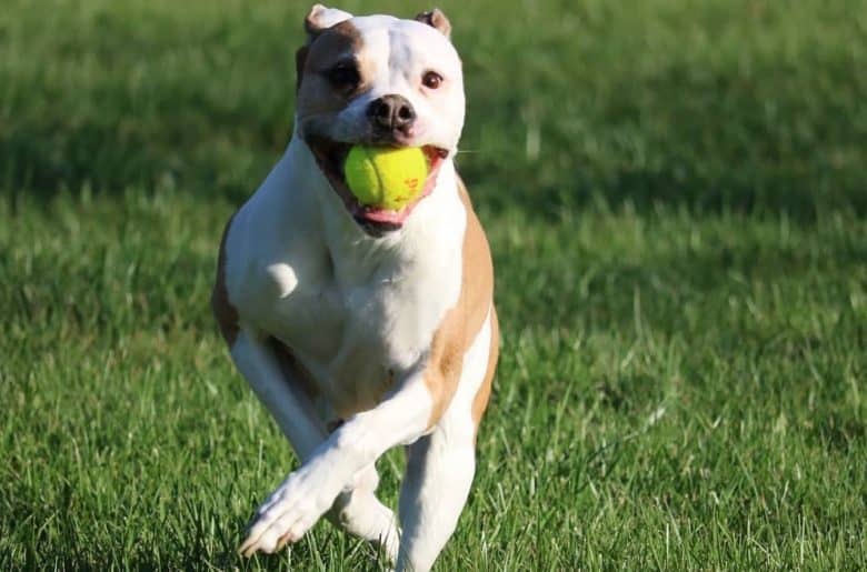 a Painter American Bulldog biting a tennis ball while running