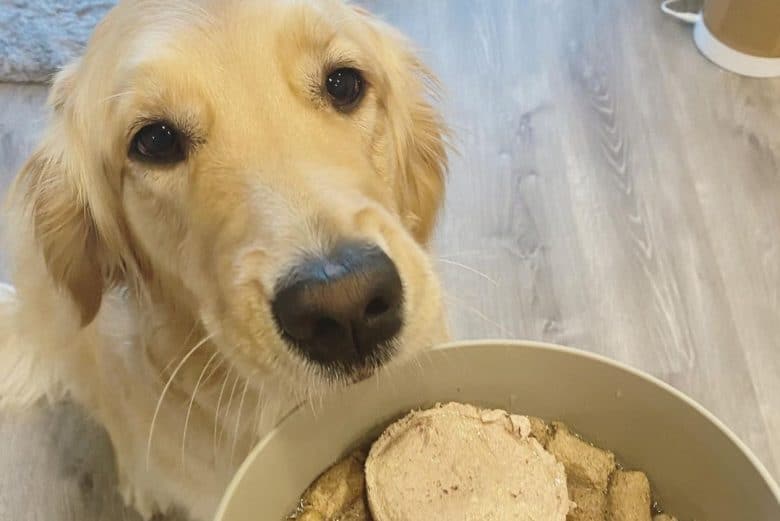 a Golden Retriever sitting while waiting for his freeze-dried meal