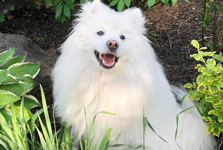an enchanting American Eskimo sitting in the middle of a garden