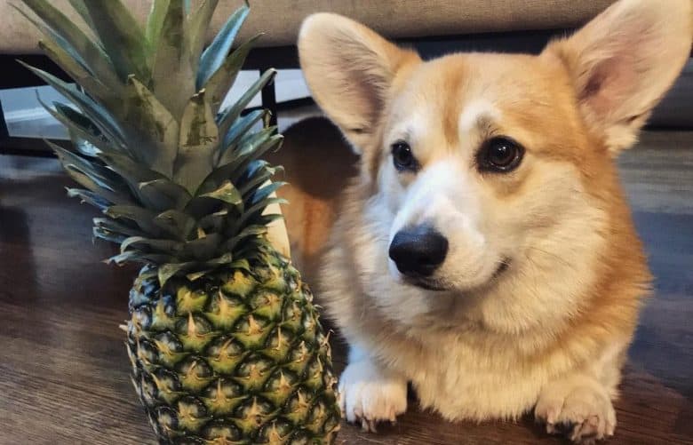 a Corgi adorably looking at a pineapple