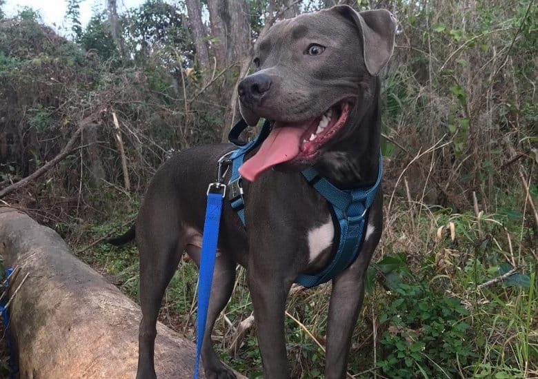 a Pitbull Puppy enjoying the nature