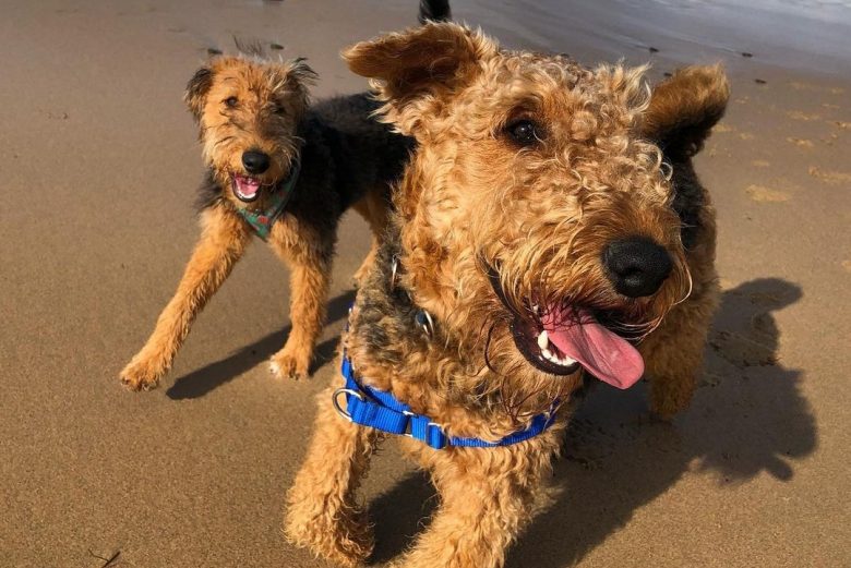 Two Airedale Terriers running on the beach
