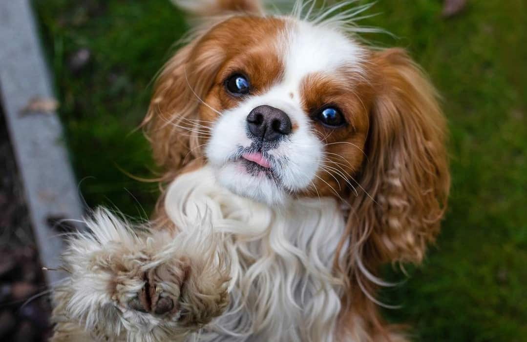 a Cavalier King Charles Spaniels standing with paws up
