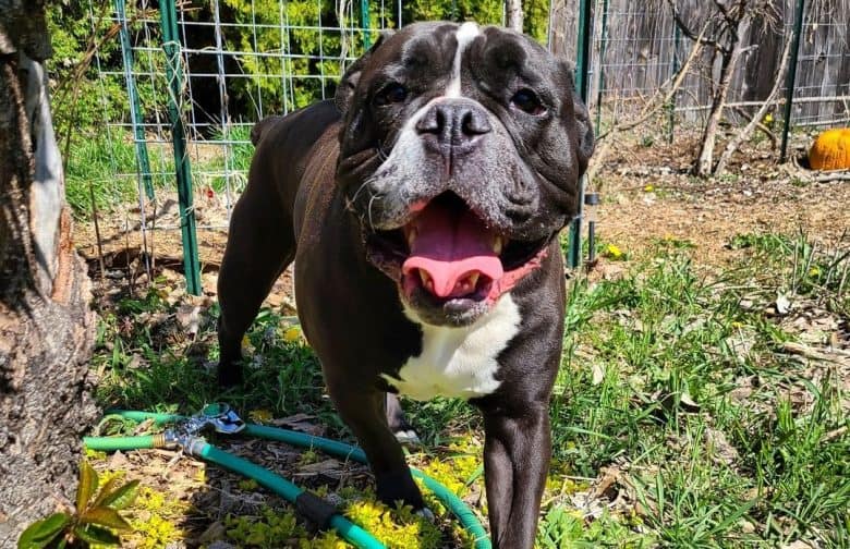 a happy Olde English Bulldogge stomping in a garden