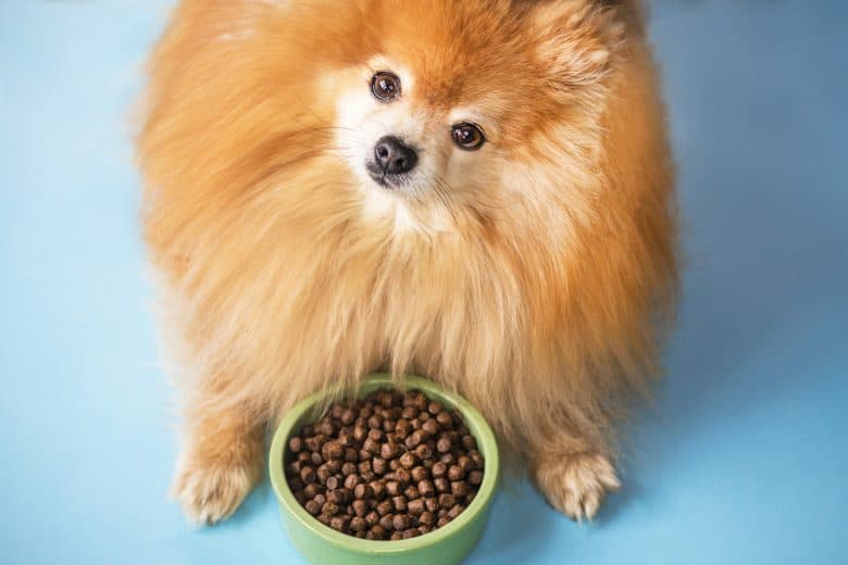 An adorable Pomeranian with a dog bowl with dog food looking up