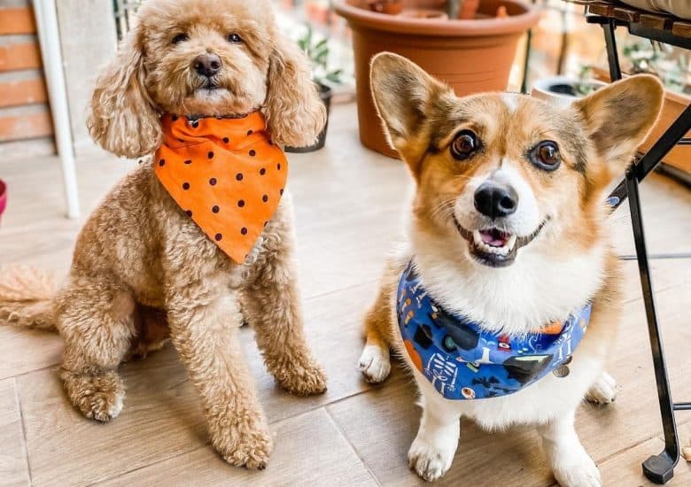 a Poodle wearing an orange scarf and a Corgi with a blue scarf sitting