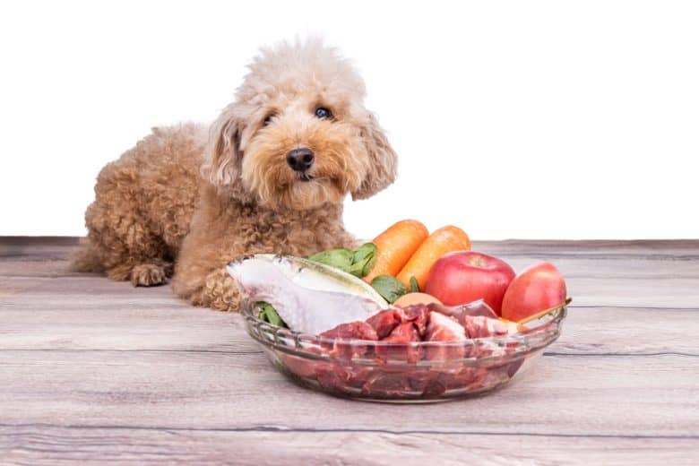 a Poodle posing with raw meat, veggies, and fruits