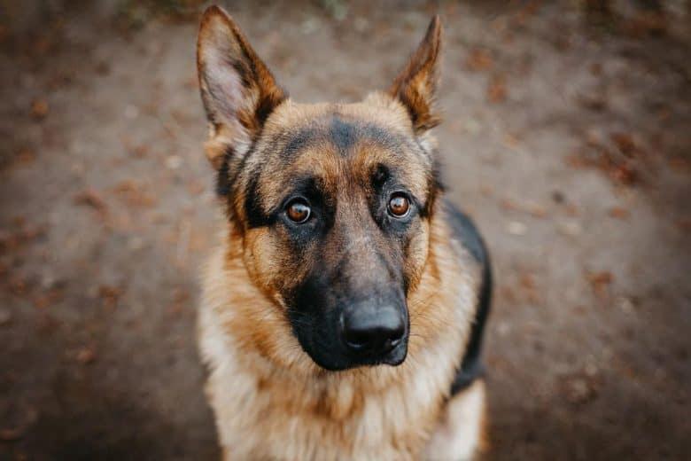 a close-up image of a German Shepherd