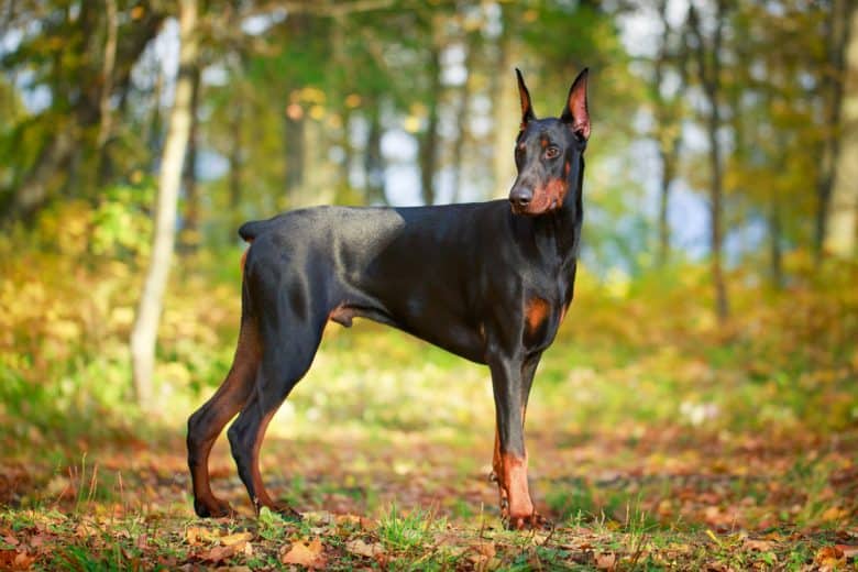 a strong Doberman standing on a forest