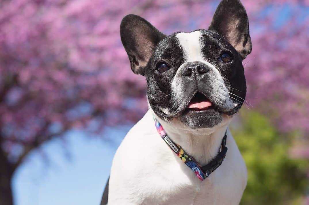 a French Bulldog smiling with purple tree background