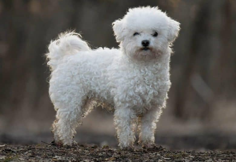 a curly haired Bolognese standing on dirt