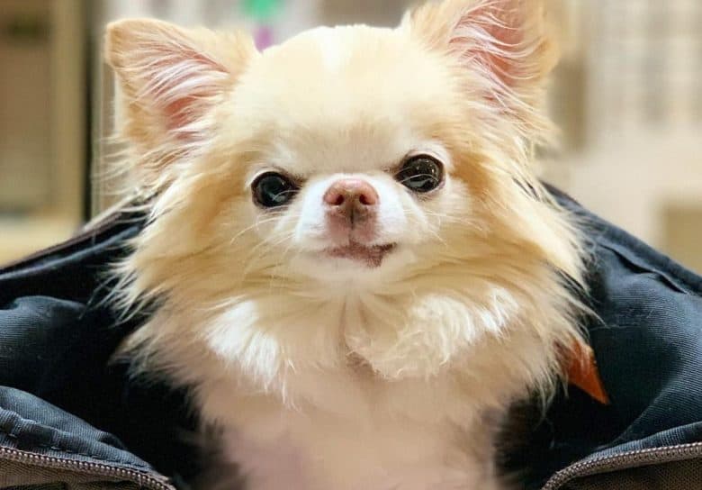 彼の犬の袋の中のチワワ